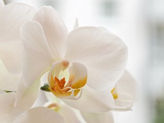 Orchidee  Sinfonie in Weiß : Orchidee, xDieTops, xMakro, xMakro-Orchidee