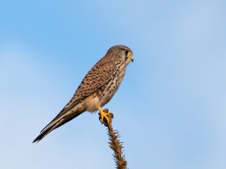 Turmfalke ...  ... auf einem seiner Lieblingsplätze : Oly-FNEU-exportiert, Oly-ForumNEU, xDieTops, xVogelwelt