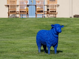 Man trägt jetzt Blau!  entdeckt in Born auf dem Darss : 2014, Blau, Darss, Prerow, Schaf, xFauna