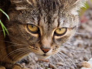 Wendy auf der Pirsch  in Nachbarsgarten : Katze, Wendy, xFauna