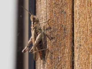 Grashüpfer 2  ein sonniges Plätzchen am Fensterahmen des Ferienhauses : Dänemark, Gomphocerinae, Grashüpfer, Odsherred, Seeland, xFauna