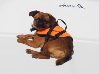 Skipper  Pause auf dem Vordeck der Segeljacht : Dänemark, Hund, Mops, Odsherred, Rørvig, Seeland, Skipper, xFauna