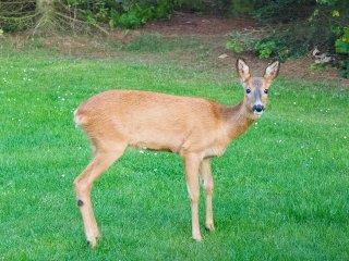 Der besondere Augenblick  Abenddämmerung, 5 Meter vor dem Fenster des Ferienhauses, Kamera auf Stativ - Wiederholung ausgeschlossen : Dänemark, Odsherred, Reh, Seeland, xFauna