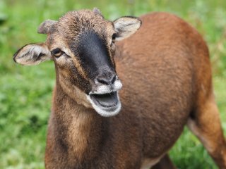 Määäh...  Junger Widder auf der Breitenebenalm : xFauna