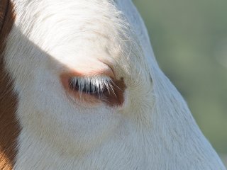 Almwiesenschönheit  ... die mit den Wimpern klimpert : Rind, xFauna