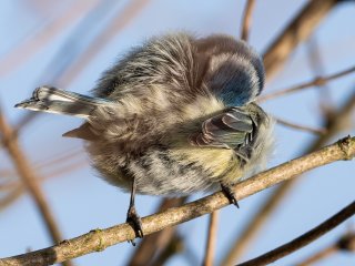 Körperpflege ...  ... einer Blaumeise : Oly-FNEU-exportiert, Oly-ForumNEU, xVogelwelt