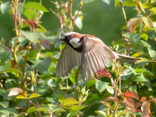 Abflug ...  ... aus dem Rosenstrauch : 0609, Oly-FNEU-exportiert, Oly-ForumNEU, xVogelwelt