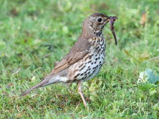 Singdrossel  (Turdus philomelos) mit Frühstück : 0609, Oly-FNEU-exportiert, Oly-ForumNEU, xVogelwelt