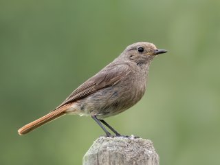 Hausrotschwanz  (Phoenicurus ochruros) : 0609, Oly-FNEU-exportiert, Oly-ForumNEU, xDieTops, xVogelwelt