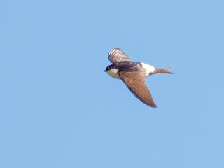 Mehlschwalbe  (Delichon urbicum) : 0609, Oly-FNEU-exportiert, Oly-ForumNEU, xVogelwelt