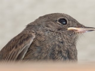 Junges Rotschwänzchen ...  ... hat sich unter dem Dach eines Carports "versteckt". Aufnahmeabstand ca. 1,5 m. : 0609, Oly-FNEU-exportiert, Oly-ForumNEU, xVogelwelt