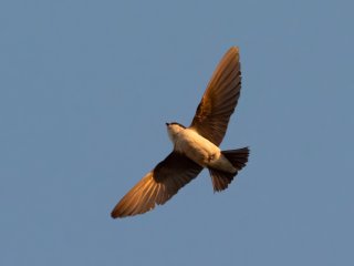 Mehlschwalbe  (Delichon urbicum) : 0609, Oly-FNEU-exportiert, Oly-ForumNEU, xVogelwelt