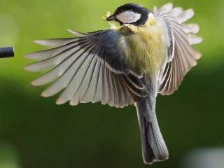 Grazie mit Made  im Großformat : Kohlmeise, xVogelwelt