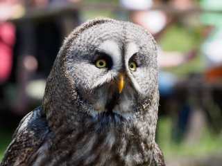 Habichtskauz  Diese Augen sehen alles : Habichtskauz, Sababurg, Tierpark, xVogelwelt