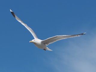 Haltungsnote: 1  Die Flugzeugbauer haben genau hingeschaut : Dänemark, Hundested, Möve, Seeland, xVogelwelt