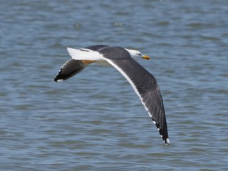 Heringsmöwe  Flugstudie in schwarzweiß : Heringsmöwe, Möwe, xVogelwelt