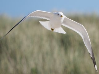 Sturmmöwe  im Sinkflug am Spiekerooger Strand : Möwe, Sturmmöwe, xVogelwelt