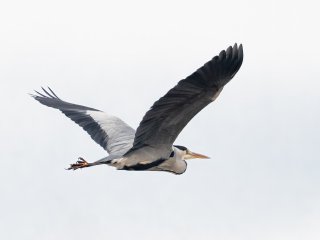 Graureiher ...  ... in seinem Element : Oly-FNEU-exportiert, Oly-ForumNEU, xNEU, xVogelwelt