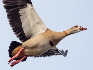 Flugstudie ...  ... einer Nilgans (Alopochen aegyptiaca) : Oly-FNEU-exportiert, Oly-ForumNEU