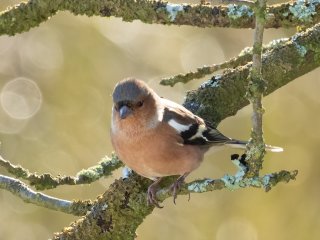 Buchfink  (Fringilla coelebs) : Oly-FNEU-exportiert, Oly-ForumNEU, xVogelwelt