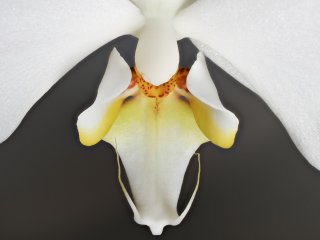 Orchidee  hier mal von oben : Orchidee, xMakro, xMakro-Orchidee