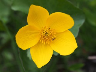 Blütenwipfeltänzer(in)  Sumpfdotterblume im Paradies, Willingen-Stryck : Hummel, Mücke, Sumpfdotterblume, Willingen, xDieTops, xMakro