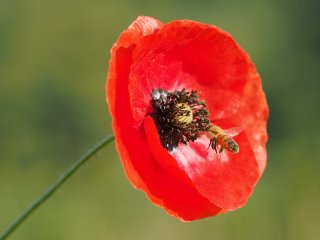 Saugrüssel angedockt  Mohnblume am Ufer der Fulda : Biene, Klatschmohn, xDieTops, xMakro