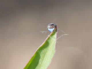 Spitzenkugel  Wassertropfen (d=4mm) an junger Maispflanze : Mais, Tautropfen, xDieTops, xMakro