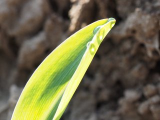 Erbsenschoten-Imitat  Sonnenaufgang im Maisfeld : Mais, Tautropfen, xDieTops, xMakro