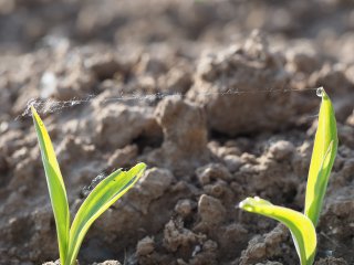 Seiltänzerin vor dem Auftritt  im jungen Maisfeld am frühen Morgen : Mais, Tautropfen, xMakro