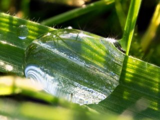 Grashalmlupe  Stack aus 10 Aufnahmen : Stack10, Wassertropfen, xMakro