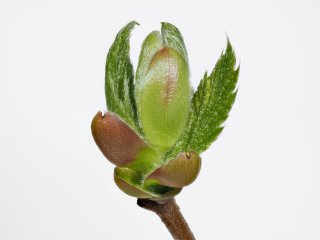 Strauchblüte  Stack aus 49 Aufnahmen : E=200mm, Stack49, Strauchblüte, xMakro, xStack