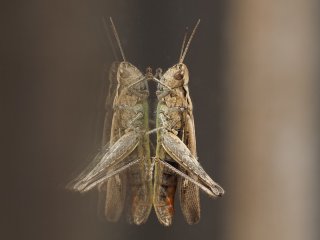 Gomphocerinae  Grashüpfer sonnt sich an der Fensterscheibe : Dänemark, Gomphocerinae, Grashüpfer, Odsherred, Seeland, xMakro