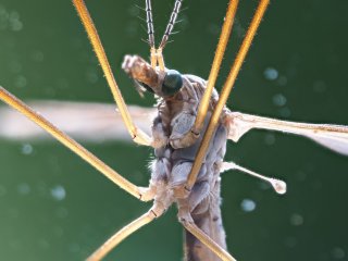 Stechmücke (Grünauge) in Lauerstellung  Das Facettenauge hat einen Durchmesser von ca. 1 mm. Stack mit 6 Aufnahmen : Culicidae, Dänemark, Grünauge, Odsherred, Retuched, Seeland, Stack6, Stechmücke, xMakro