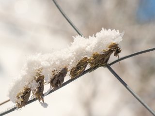 Schneeährenraupe  entdeckt auf dem Ettelsberg bei Willingen : Raupe, Schnee, Willingen, xMakro