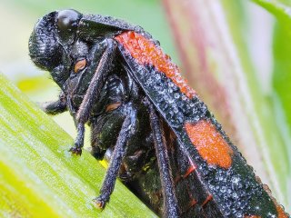 Gemeine Blutzikade  Cercopis vulnerata : Oly-FNEU-exportiert, Oly-ForumNEU, Stack_02, xMakro