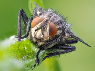 Metopia argyrocephala  Noch leicht benetzt von der feuchten Nacht ist dieses Fleischfliegen-Männchen : EB86, Oly-FNEU-exportiert, Oly-ForumNEU, Stack_07, xDieTops, xMakro