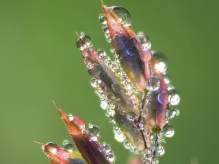 Perlenspiel ...  ... auf Gräser-Blüten : Oly-FNEU-exportiert, Oly-ForumNEU, Stack_17ok, xMakro