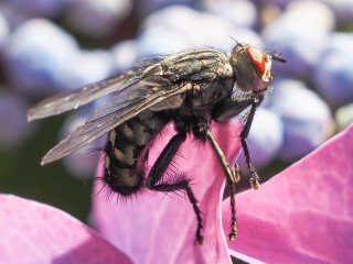 Blumenfliege  auf Blüte der Tellerhortensie : Oly-FNEU-exportiert, Oly-ForumNEU, xMakro, xNEU