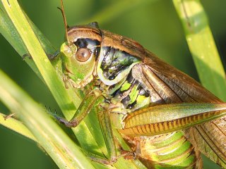 Langfühlerschrecke  (Ausschnitt) : Oly-FNEU-exportiert, Oly-ForumNEU, Stack_50ok, xMakro, xNEU