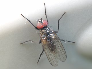 Raupenfliege  von oben. Sitzt auf der Wimberley Plamp Klemme, die einen Grashalm fixiert, auf dem eigentlich die Fliege sitzen sollte ... : Oly-FNEU-exportiert, Oly-ForumNEU, Stack_04ok, xMakro, xNEU