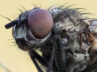 Raupenfliege  Triarthria setipennis Körperlänge ca. 5 mm Augendurchmesser: ca. 0,8 mm Breite eines Einzel-Auges (Ommatidium): ca. 0,01 mm : EB116, Oly-FNEU-exportiert, Oly-ForumNEU, Raupenfliege, Stack_25ok, xMakro, xNEU