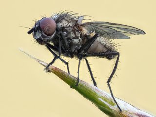 Raupenfliege  Triarthria setipennis Körperlänge ca. 5 mm Augendurchmesser: ca. 0,8 mm Breite eines Einzel-Auges (Ommatidium): ca. 0,01 mm : EB116, Oly-FNEU-exportiert, Oly-ForumNEU, Raupenfliege, Stack_25ok, xDieTops, xMakro, xNEU