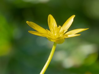 Scharbockskraut  (Ficaria verna) : Oly-FNEU-exportiert, Oly-ForumNEU, xMakro