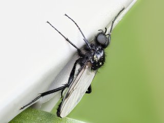 Auf Erkundungstour ...  an der Wimberley Plamp. Eigentlich sollte die unsichtbare Klemme nur den Grashalm fixieren, auf dem die Fliege (Märzfliege) zunächst auch saß. Aber dann ... : EB69, Oly-FNEU-exportiert, Oly-ForumNEU, Stack_04, xMakro