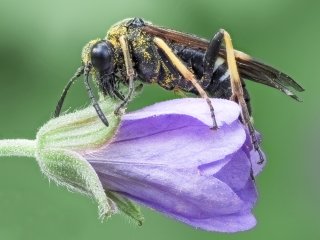 Auf der Blüte ...  ... hat diese junge Wespe (ca. 10-12 mm lang) ihr Nachtlager. : EB39, Oly-FNEU-exportiert, Oly-ForumNEU, Stack_01, xDieTops, xMakro