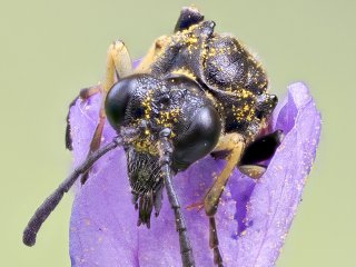 Schlafplatz ...  .. einer jungen Wespe in der Blüte. : EB45, Oly-FNEU-exportiert, Oly-ForumNEU, Stack_17, xMakro