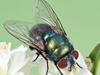 Madengoldfliege  (Lucilia sericata) auf Ligusterblüte : 0609, EB39, OK, Oly-FNEU-exportiert, Oly-ForumNEU, Stack_02, xMakro