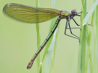 Glänzende ...  Smaragdlibelle (Somatochlora metallica) : 0609, EB27, Oly-FNEU-exportiert, Oly-ForumNEU, Stack_01, xDieTops, xMakro