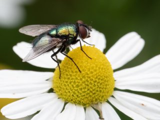 Goldfliege  (Lucilia sericata) : 0609, Oly-FNEU-exportiert, Oly-ForumNEU, xMakro